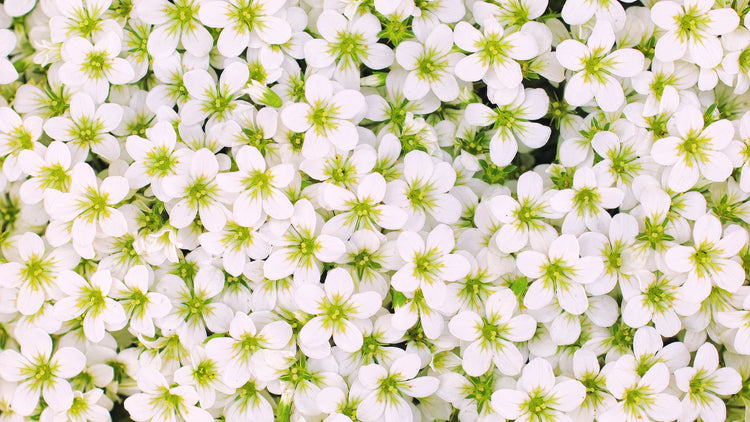Le 4 Stagioni di Kunzi - PRIMAVERA -