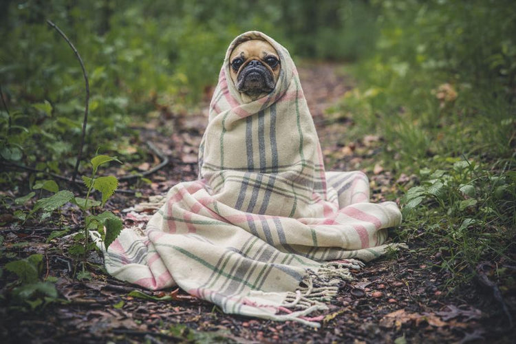 Durante l’inverno, cosa c’è di più bello dello stare comodamente seduti sul divano sotto un soffice plaid, da soli o in dolce compagnia. Il Plaid è molto utile e versatile e può essere sfruttato in più occasioni. Può essere anche un’ottima idea regalo
