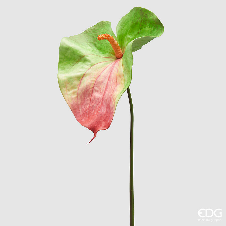 Fiore Anthurium jumbo di colore verde con sfumature rosse aggiungerà un'atmosfera fresca e lussureggiante al tuo ambiente. Dimensioni: altezza cm 90. In negozio e online su tuttochic.it