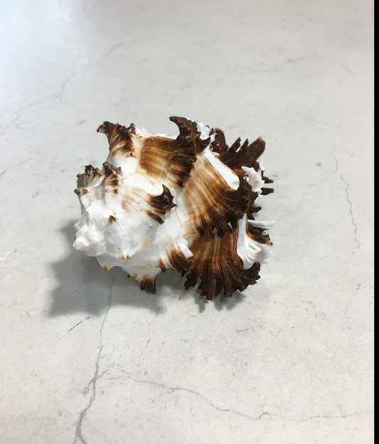 Conchiglia Murex Ramosus naturale. Essendo un prodotto naturale, le conchiglie hanno forme, colori e dimensioni diverse una dall'altra. Quella riprodotta nella foto non necessariamente sarà la conchiglia che vi sarà inviata. Dimensioni minime: cm 7,5 x 5 x 4,5 h. In negozio e online su tuttochic.it