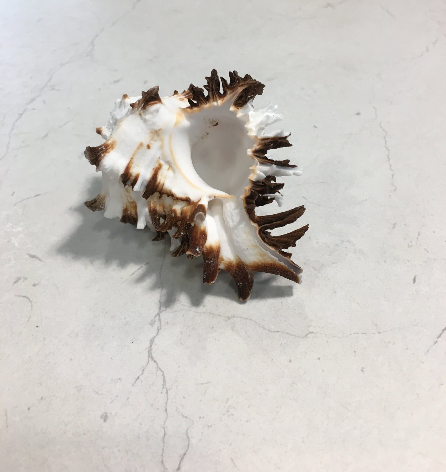 Conchiglia Murex Ramosus naturale. Essendo un prodotto naturale, le conchiglie hanno forme, colori e dimensioni diverse una dall'altra. Quella riprodotta nella foto non necessariamente sarà la conchiglia che vi sarà inviata. Dimensioni minime: cm 7,5 x 5 x 4,5 h. In negozio e online su tuttochic.it