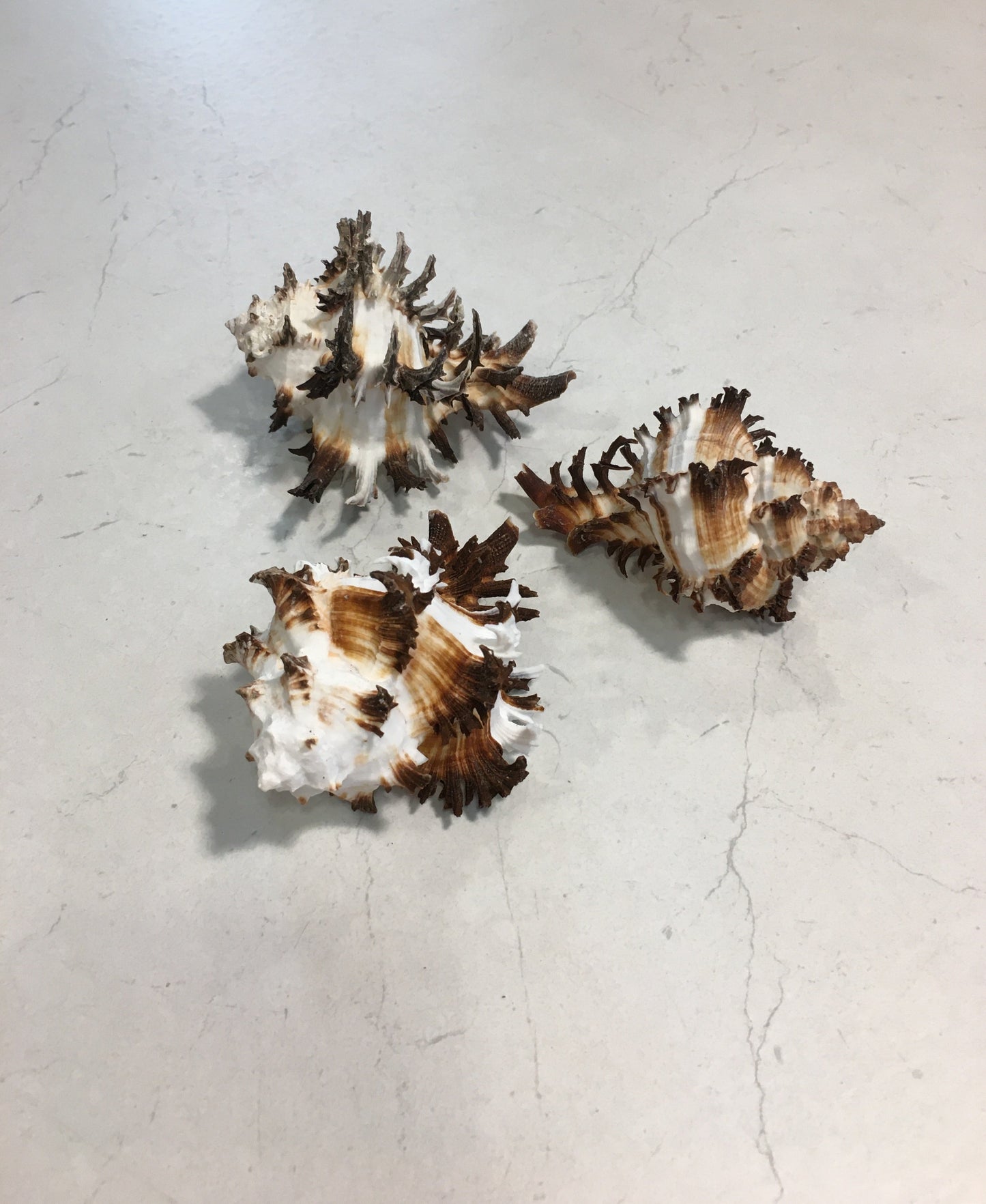 Conchiglia Murex Ramosus naturale. Essendo un prodotto naturale, le conchiglie hanno forme, colori e dimensioni diverse una dall'altra. Quella riprodotta nella foto non necessariamente sarà la conchiglia che vi sarà inviata. Dimensioni minime: cm 7,5 x 5 x 4,5 h. In negozio e online su tuttochic.it