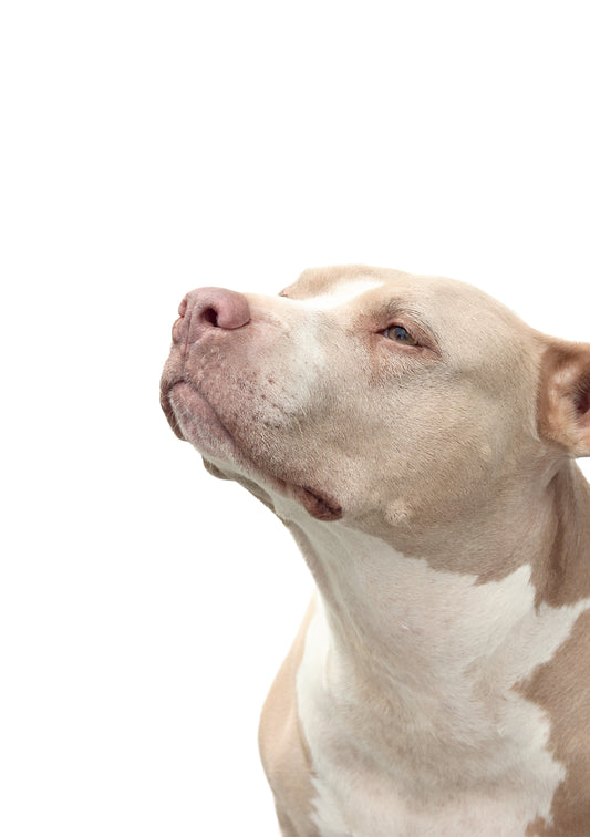 Il profumo per cani è una fragranza delicata e sofisticata, pensata per rinfrescare e valorizzare il pelo del tuo amico a quattro zampe, assicurando il massimo rispetto per la sua sensibilità e il suo olfatto naturale. Quantità: 150 ml. In negozio e online su tuttochic.it