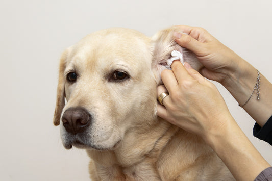 La mousse per occhi e orecchie pulisce con estrema delicatezza, contribuendo a rimuovere le impurità senza alterare il colore naturale del pelo. Quantità: 100 ml. In negozio e online su tuttochic.it