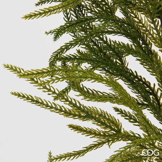 Festone Cryptomeria Cedro giapponese EDG lungo 210 cm