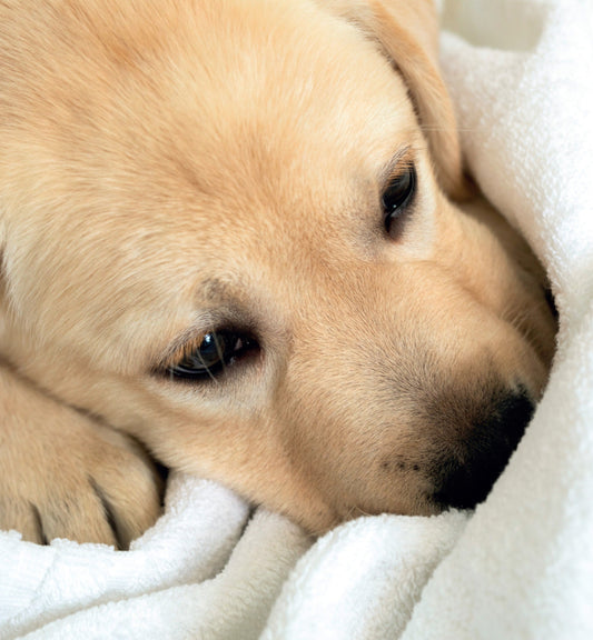 Il profumo per la cuccia dei cani è una raffinata soluzione progettata per neutralizzare gli odori indesiderati; avvolge l’ambiente del tuo amico a quattro zampe con una fragranza delicata e accogliente, nel pieno rispetto del suo benessere. In negozio e online su tuttochic.it