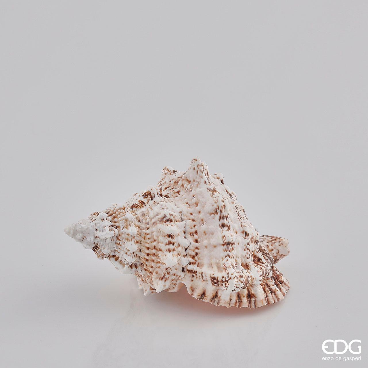 Conchiglia Bursa Bobo naturale. Dimensioni: cm 18 x 10 x 10 h. Prodotto naturale e lavato, solo uso decorativo, non è un giocattolo. Tenere fuori dalla portata dei bambini. In negozio e online su tuttochic.it