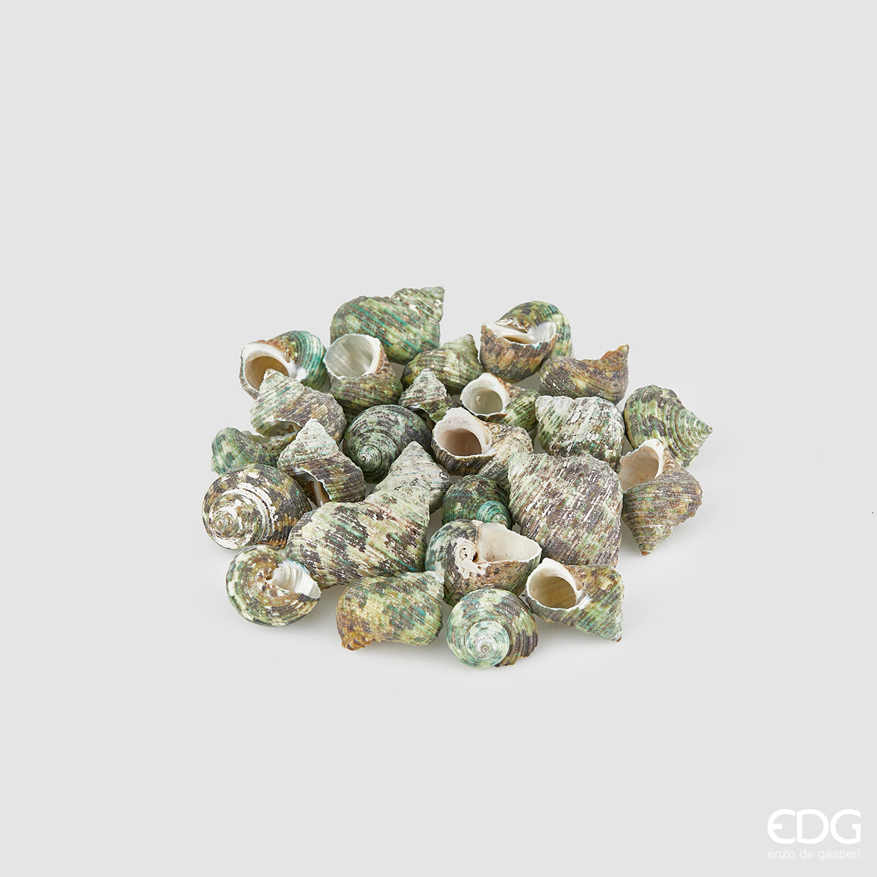 Conchiglie Turbo verde in busta da 1 Kg. Dimensioni assortite dai 2,5 ai 4 cm. Prodotto naturale e lavato, solo uso decorativo, non è un giocattolo. Tenere fuori dalla portata dei bambini In negozio e online su tuttochic.it