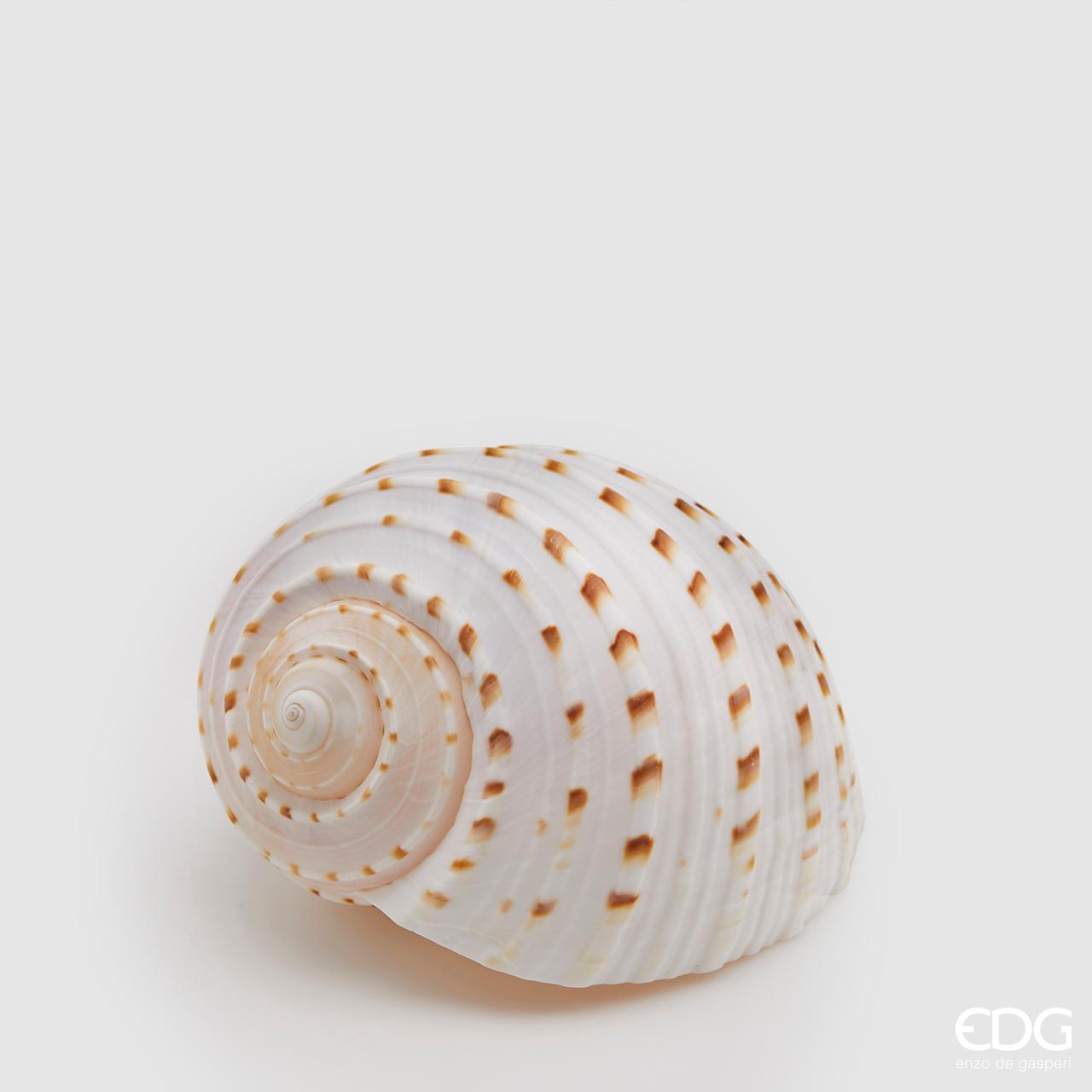 Conchiglia Tonna tassellata naturale. Dimensioni: cm 10 x 12 x 8 h. Prodotto naturale e lavato, solo uso decorativo, non è un giocattolo. Tenere fuori dalla portata dei bambini. In negozio e online su tuttochic.it