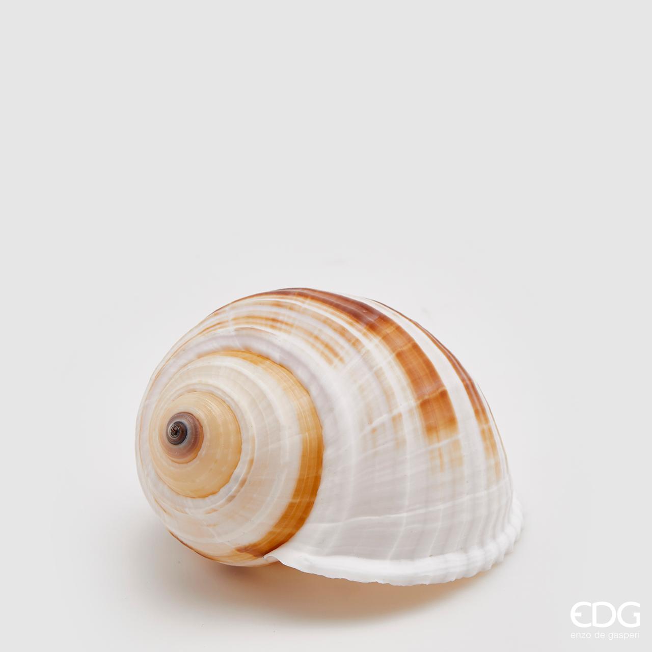 Conchiglia Tonna Sulcosa naturale. Dimensioni: cm 8 x 11 x 7 h. Prodotto naturale e lavato, solo uso decorativo, non è un giocattolo. Tenere fuori dalla portata dei bambini. In negozio e online su tuttochic.it
