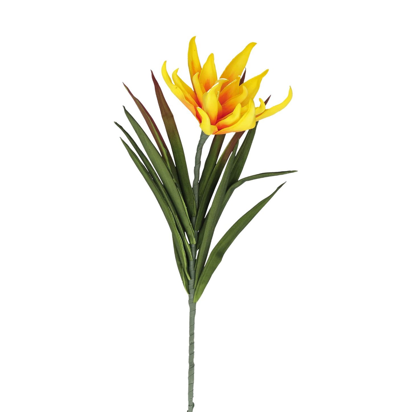 Succulenta Fiorita Gialla