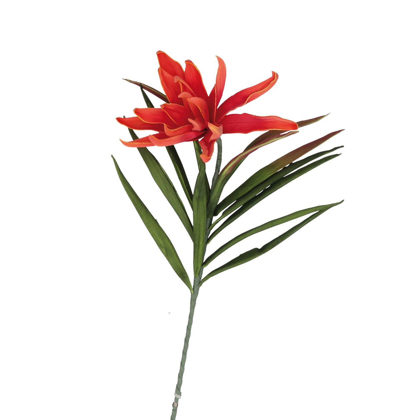 Succulenta Fiorita Arancio