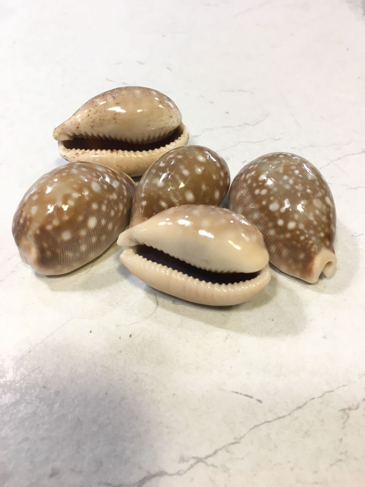 Conchiglia Lyncina Vitellus naturale. Essendo un prodotto naturale, le conchiglie hanno forme, colori e dimensioni diverse una dall'altra. Quella riprodotta nella foto non necessariamente sarà la conchiglia che vi sarà inviata. Dimensioni minime: cm 3,5 x 2. In negozio e online su tuttochic.it