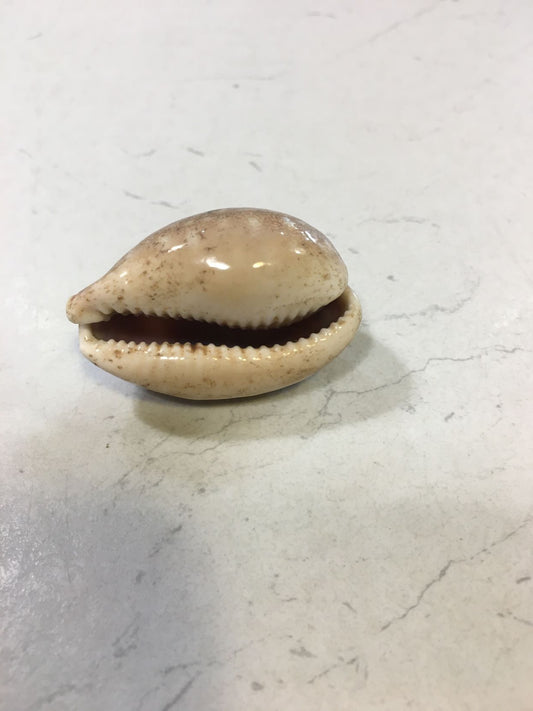 Conchiglia Lyncina Vitellus naturale. Essendo un prodotto naturale, le conchiglie hanno forme, colori e dimensioni diverse una dall'altra. Quella riprodotta nella foto non necessariamente sarà la conchiglia che vi sarà inviata. Dimensioni minime: cm 3,5 x 2. In negozio e online su tuttochic.it