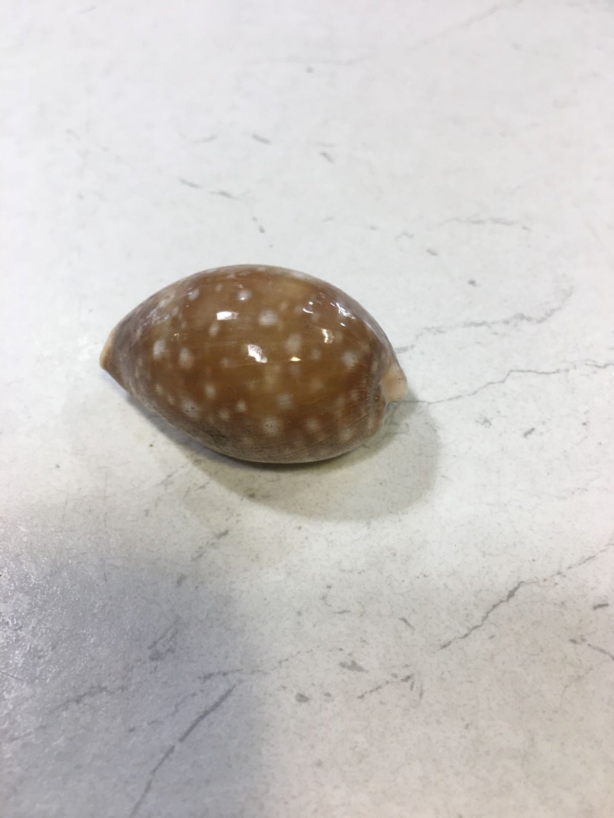 Conchiglia Lyncina Vitellus naturale. Essendo un prodotto naturale, le conchiglie hanno forme, colori e dimensioni diverse una dall'altra. Quella riprodotta nella foto non necessariamente sarà la conchiglia che vi sarà inviata. Dimensioni minime: cm 3,5 x 2. In negozio e online su tuttochic.it