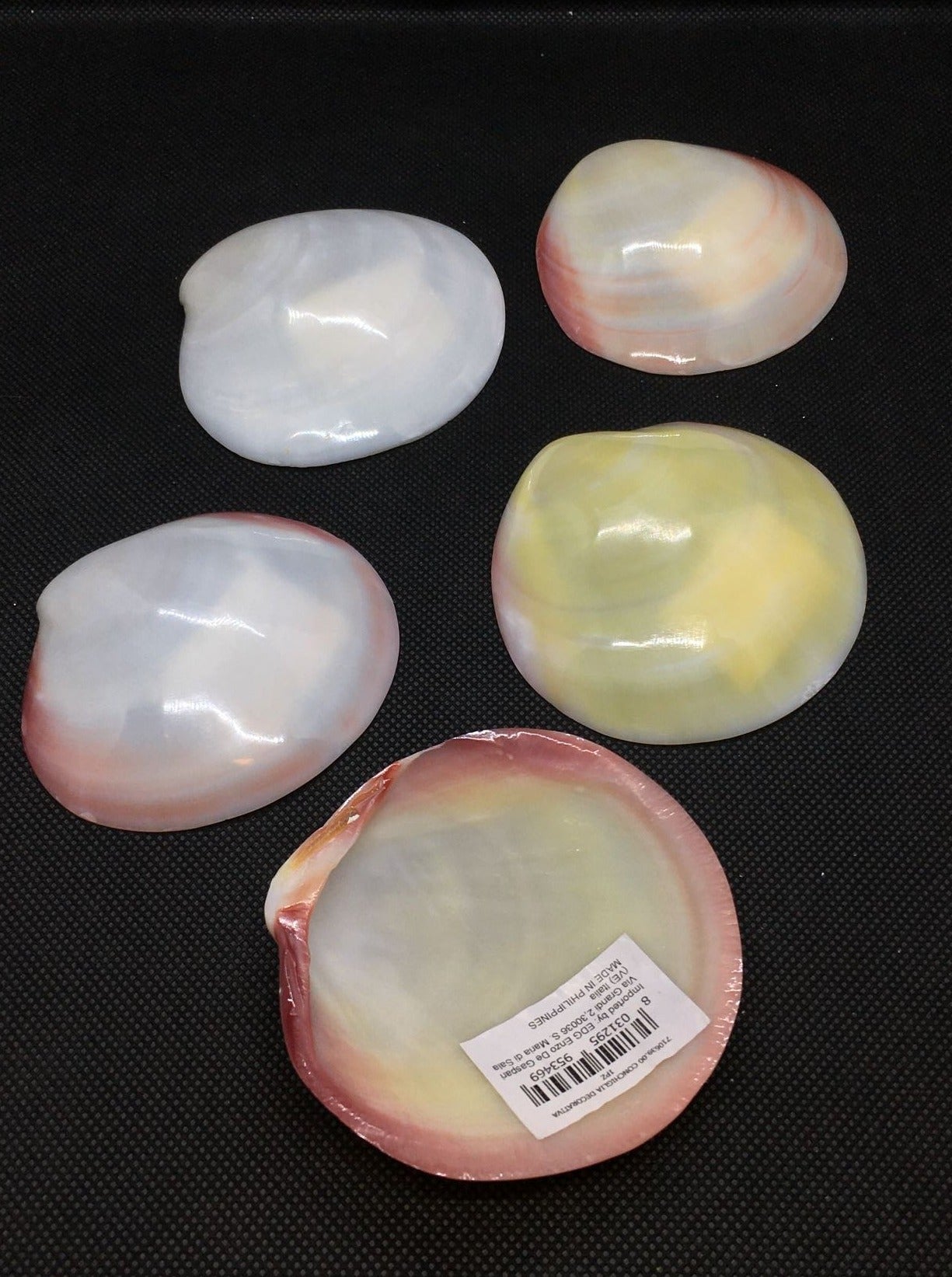 Conchiglia Codakia naturale. Dimensioni: cm Ø 8 (dimensioni e colori possono leggermente variare) Prodotto naturale e lavato, solo uso decorativo, non è un giocattolo. Tenere fuori dalla portata dei bambini. In negozio e online su tuttochic.it