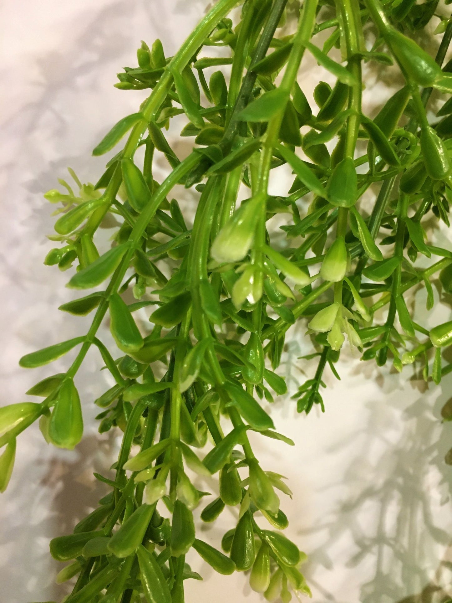 Cespuglio cadente artificiale di Lamiacea. Dimensioni: altezza cm 70