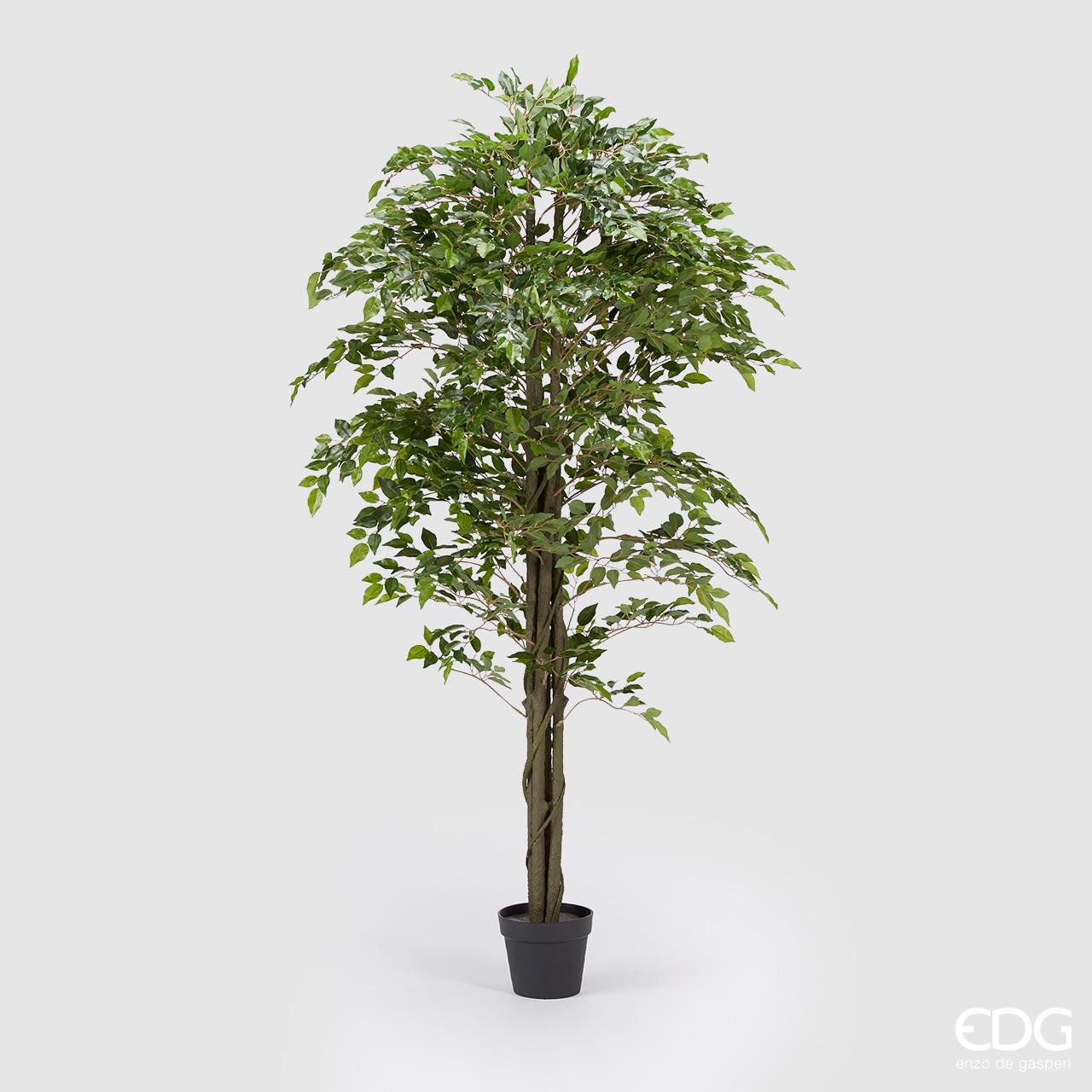 Pianta di Ficus Benjamin ornamentale artificiale con vaso in PVC. Dimensioni: altezza cm 180. In negozio e online su tuttochic.it