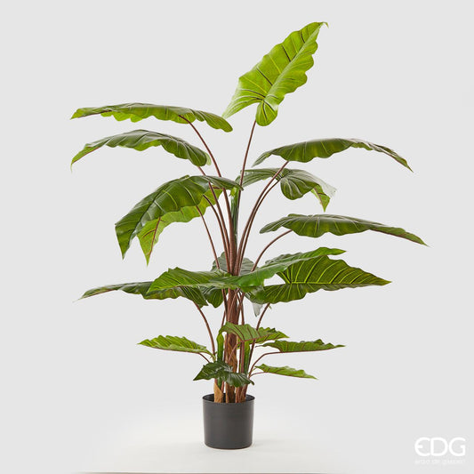 Pianta di Alocasia (20 foglie) ornamentale artificiale con vaso in PVC. Dimensioni: altezza cm 170. In negozio e online su tuttochic.it