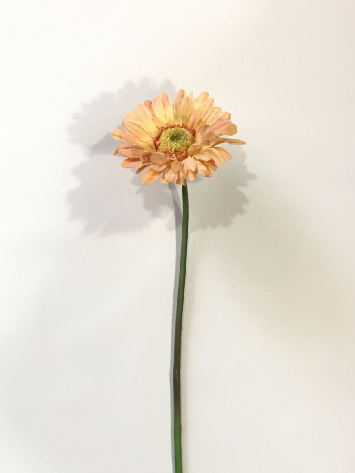 Fiore artificiale di Gerbera di colore albicocca. Dimensioni: cm 10 x 58 h