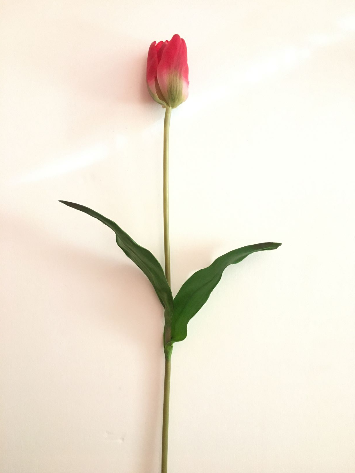 Tulipano cm 80 sfumato fucsia. Fiore artificiale